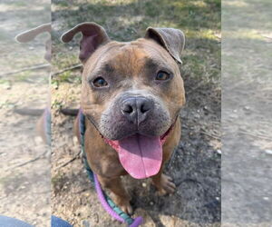 American Pit Bull Terrier Dogs for adoption in Jackson , NJ, USA