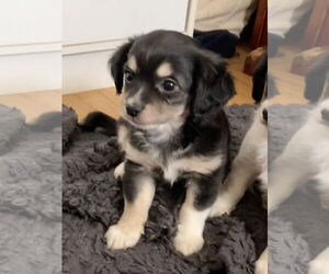 Cavalier King Charles Spaniel-Unknown Mix Dogs for adoption in Lake Elsinore, CA, USA