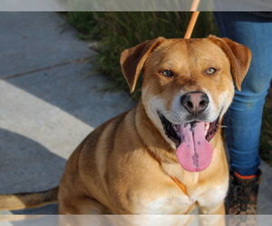 Labrador Retriever-Unknown Mix Dogs for adoption in Martinez, CA, USA