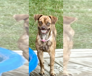 Pug-Unknown Mix Dogs for adoption in Genesee, WI, USA