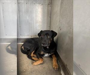 Labrottie Dogs for adoption in San Bernardino, CA, USA