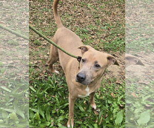 Mutt Dogs for adoption in Jackson, MS, USA