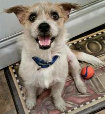 Small Cairn Terrier-Parson Russell Terrier Mix