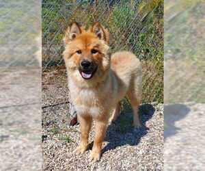 Chow Chow Dogs for adoption in Lake City, MI, USA