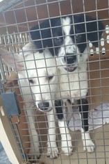 Shepradors Dogs for adoption in Baileyton, AL, USA