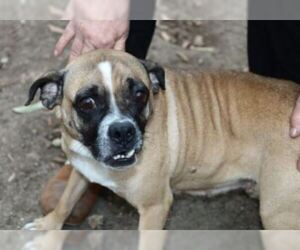 Puggle Dogs for adoption in Von Ormy, TX, USA