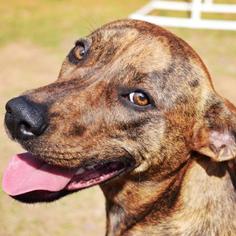 Medium Photo #1 American Pit Bull Terrier-Unknown Mix Puppy For Sale in Hamilton, GA, USA