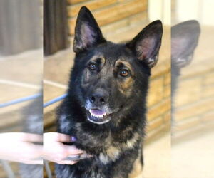German Shepherd Dog Dogs for adoption in Enfield, CT, USA