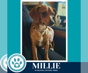 Dachshund-Unknown Mix Dogs for adoption in Kimberton, PA, USA