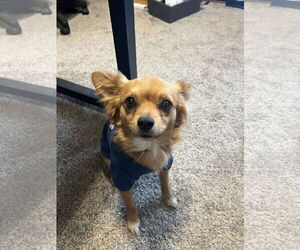 Chiranian Dogs for adoption in Bangs, TX, USA