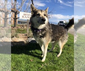 Huskies -Unknown Mix Dogs for adoption in Yreka, CA, USA