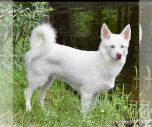 Pomsky Dogs for adoption in Sterling, MA, USA