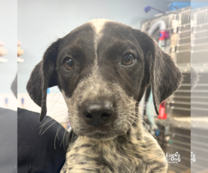 Mutt Dogs for adoption in Washington, DC, USA