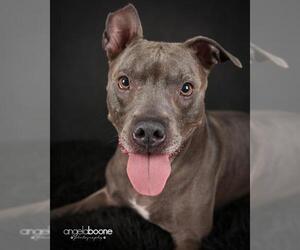 American Pit Bull Terrier Dogs for adoption in Lees Summit, MO, USA