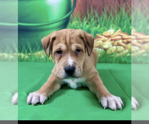 Mutt Dogs for adoption in Mundelein, IL, USA