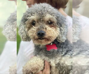 Poodle (Miniature) Dogs for adoption in Mount Laurel, NJ, USA