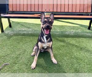 German Shepherd Dog Dogs for adoption in Orange, CA, USA