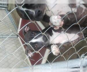Boston Huahua Dogs for adoption in Brooksville, FL, USA