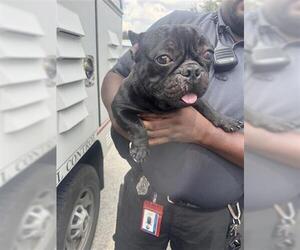 French Bulldog Dogs for adoption in Houston, TX, USA