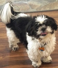 Shih Tzu Dogs for adoption in Sistersville, WV, USA