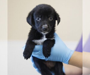 Great Pyrenees-Unknown Mix Dogs for adoption in San Antonio, TX, USA