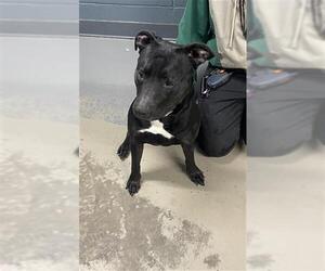 American Staffordshire Terrier-Labrador Retriever Mix Dogs for adoption in Tallahassee, FL, USA