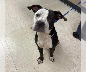 American Pit Bull Terrier-Unknown Mix Dogs for adoption in Conroe, TX, USA