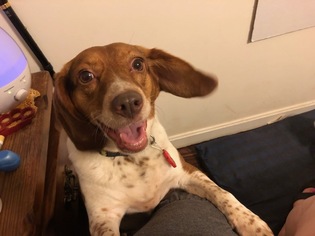 Beagle Dogs for adoption in Hollywood, MD, USA