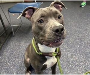 American Pit Bull Terrier-Unknown Mix Dogs for adoption in Anchorage, AK, USA