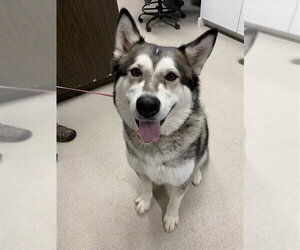 Alaskan Malamute Dogs for adoption in Fairbanks, AK, USA