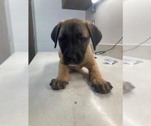 Black Mouth Cur-Labrador Retriever Mix Dogs for adoption in Baytown, TX, USA