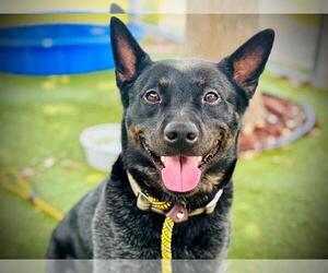Mutt Dogs for adoption in Orlando, FL, USA