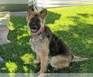 German Shepherd Dog-Unknown Mix Dogs for adoption in San Clemente, CA, USA