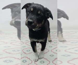 Australian Shepherd-Unknown Mix Dogs for adoption in Brewster, NY, USA