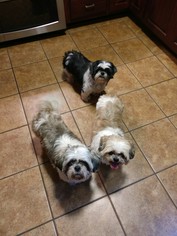 Shih Tzu Dogs for adoption in Harrison, AR, USA