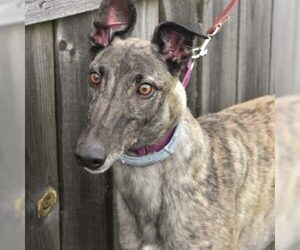 Greyhound Dogs for adoption in Grandville, MI, USA