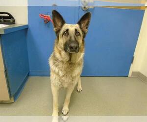 German Shepherd Dog Dogs for adoption in Pueblo, CO, USA