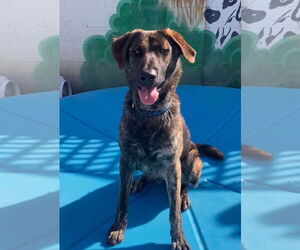 Medium Photo #1 Dutch Shepherd -Unknown Mix Puppy For Sale in Newport Beach, CA, USA