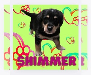 Mutt Dogs for adoption in Anchorage, AK, USA