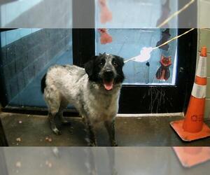 Australian Shepherd Dogs for adoption in Tulsa, OK, USA