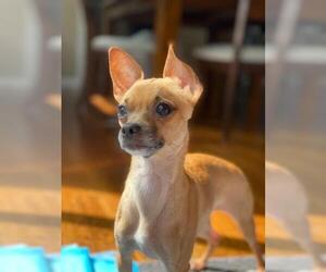 Chihuahua Dogs for adoption in Bellbrook, OH, USA