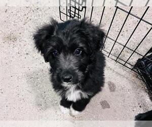 Mutt Dogs for adoption in Redwood City, CA, USA