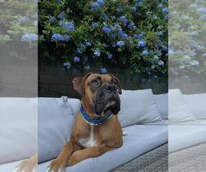 Boxer Dogs for adoption in Burbank, CA, USA