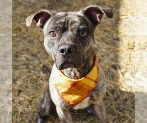 Medium Photo #2 American Staffordshire Terrier-Unknown Mix Puppy For Sale in San Antonio, TX, USA