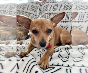 Chihuahua Dogs for adoption in San Diego, CA, USA