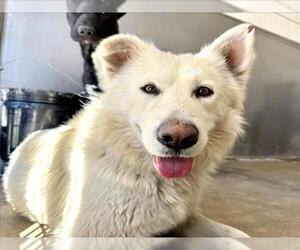 Siberian Husky Dogs for adoption in San Bernardino, CA, USA