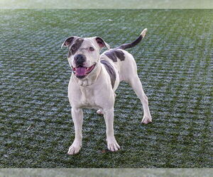 American Pit Bull Terrier-Unknown Mix Dogs for adoption in Pasadena, CA, USA