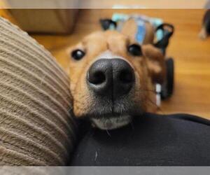Basenji-German Pinscher Mix Dogs for adoption in Pawtucket, RI, USA