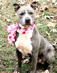 American Staffordshire Terrier Dogs for adoption in Millington, TN, USA