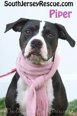 Boxer-Pointer Mix Dogs for adoption in Gibbstown, NJ, USA